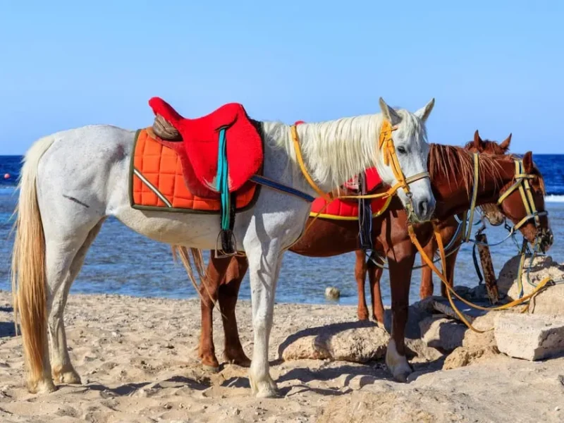 Tourist horseback riding through desert trails with a Red Sea view in Hurghada