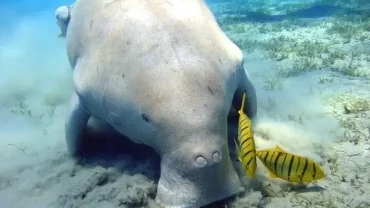 Abu Dabbab Adventure Sea Turtles