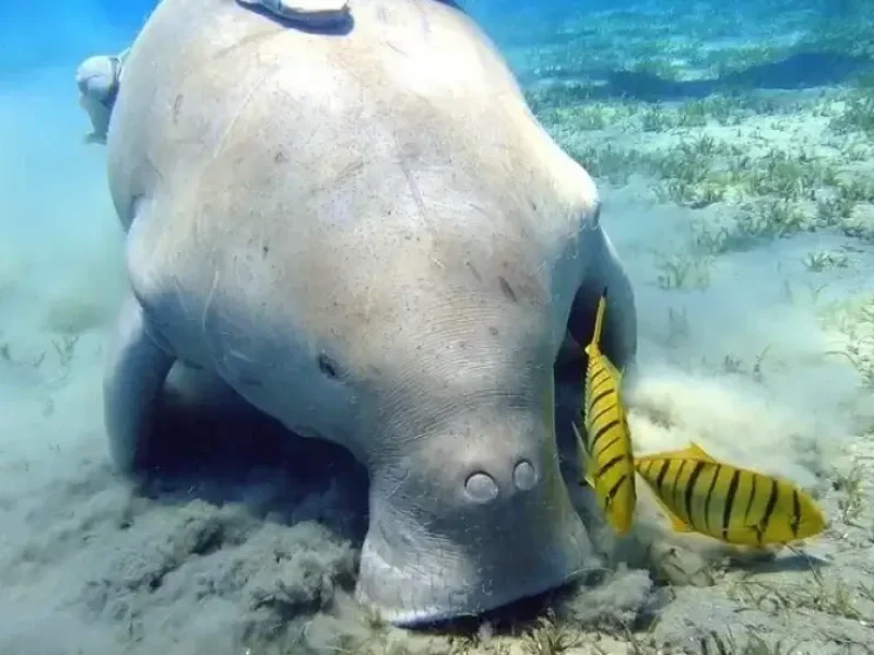 Abu Dabbab Adventure Sea Turtles