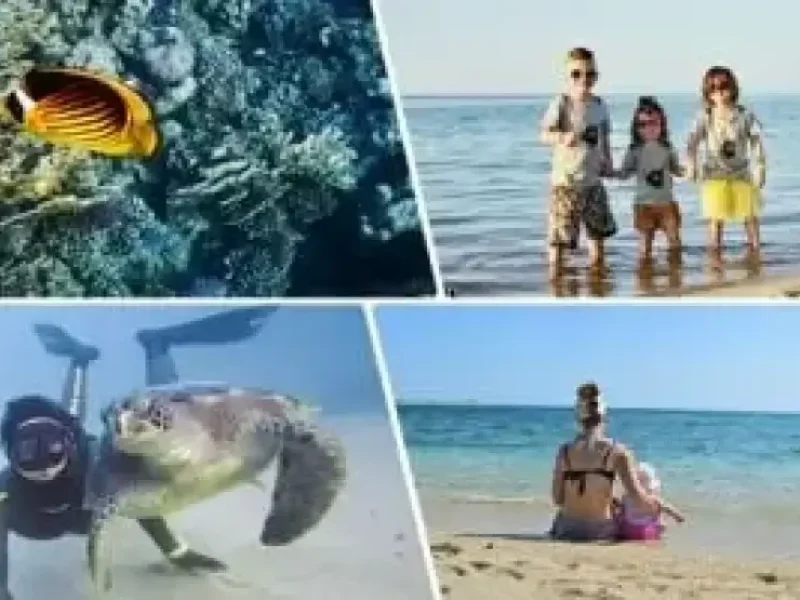 Abu Dabbab Adventure: swim with sea turtles and explore coral reefs