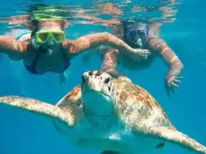 Abu Dabbab Adventure: swim with sea turtles and explore coral reefs